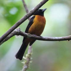 Lanio fulvus