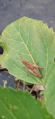Chorthippus brunneus
