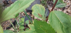 Chorthippus brunneus
