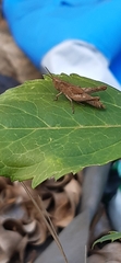 Chorthippus brunneus