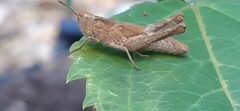 Chorthippus brunneus