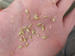 Sparganium androcladum