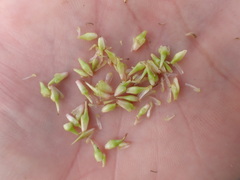 Sparganium androcladum