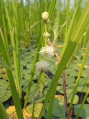 Sparganium androcladum