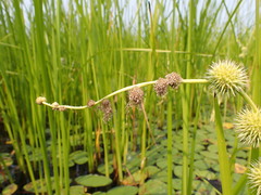 Sparganium androcladum