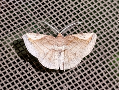 Sphacelodes quadrilineata