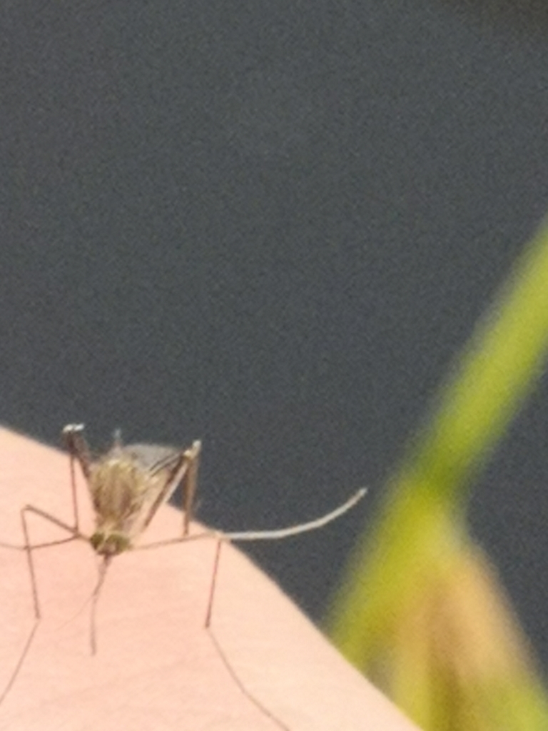 Aedes detritus