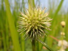 Sparganium androcladum