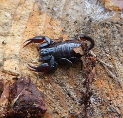 Euscorpius
