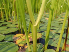 Sparganium androcladum