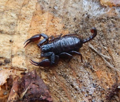 Euscorpius