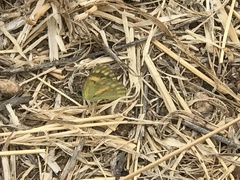 Colotis calais calais