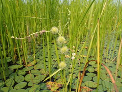 Sparganium androcladum