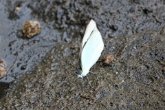 Itaballia demophile centralis