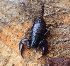 Euscorpius