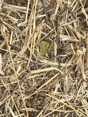 Colotis calais calais