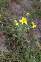Ranunculus oxyspermus