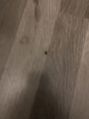 Steatoda grossa
