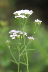 Achillea asiatica
