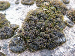 Grimmia unicolor
