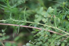 Achillea asiatica