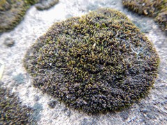 Grimmia unicolor