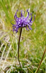 Phyteuma hemisphaericum