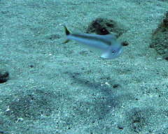 Malacanthus plumieri