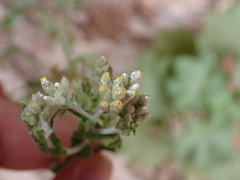 Pseudognaphalium undulatum