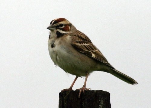 Lark Sparrow, photo 7 of 9