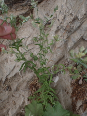 Pseudognaphalium undulatum