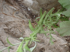 Pseudognaphalium undulatum