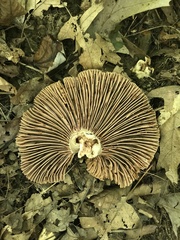 Russula eccentrica