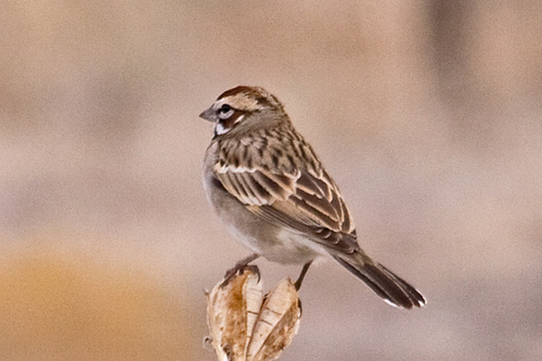Lark Sparrow, photo 8 of 9