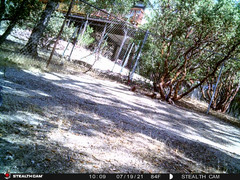 Patagioenas fasciata