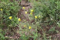Ranunculus oxyspermus