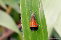 Tricyanaula aurantiaca