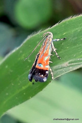 Tricyanaula aurantiaca