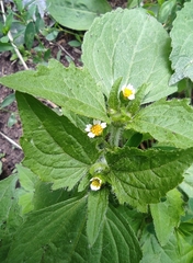 Galinsoga quadriradiata