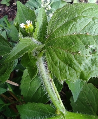 Galinsoga quadriradiata