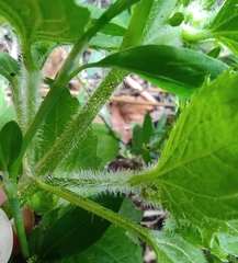 Galinsoga quadriradiata