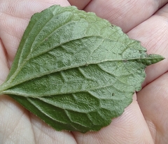 Galinsoga quadriradiata