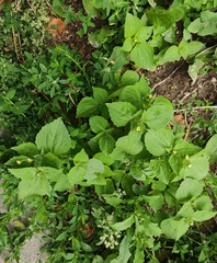 Galinsoga quadriradiata