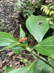 Chauliognathus faustus