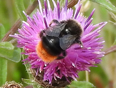 Bombus rupestris