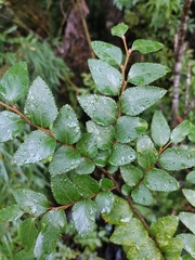 Nothofagus nitida