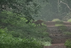 Tragelaphus scriptus bor