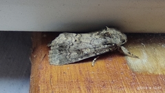 Noctuinae