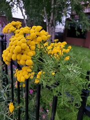 Tanacetum vulgare