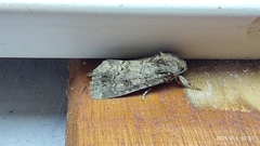 Noctuinae